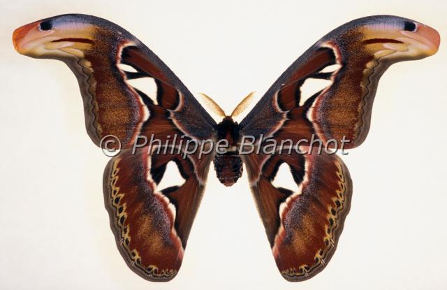 attacus atlas.JPG - Attacus atlasAtlasAtlas mothLepidoptera, SaturniidaeInde